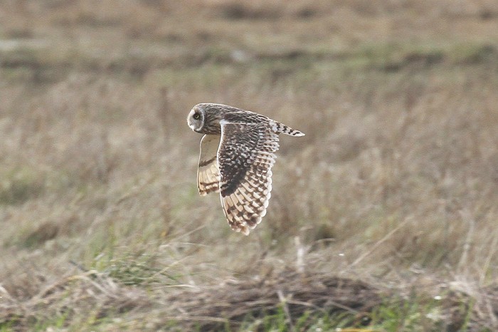 Short-eared Owl
