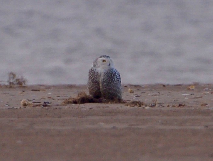 Snowy Owl