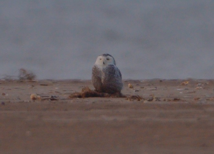 Snowy Owl