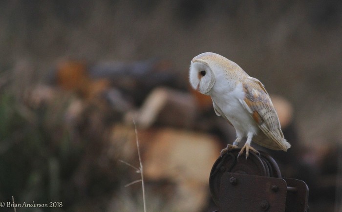 Barn Owl