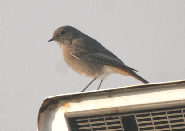 Black Redstart