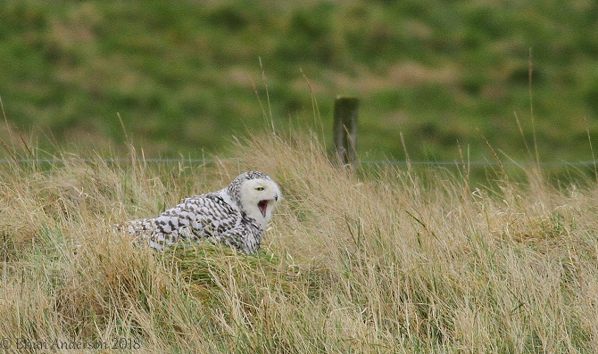 Snowy Owl