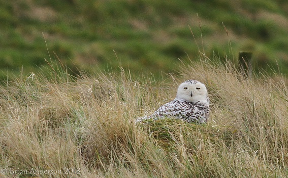 Snowy Owl