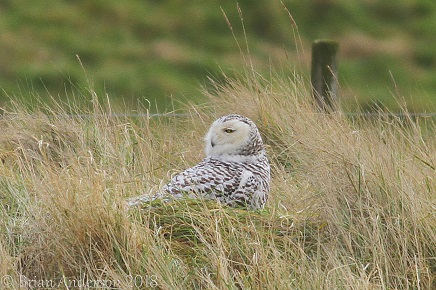 Snowy Owl