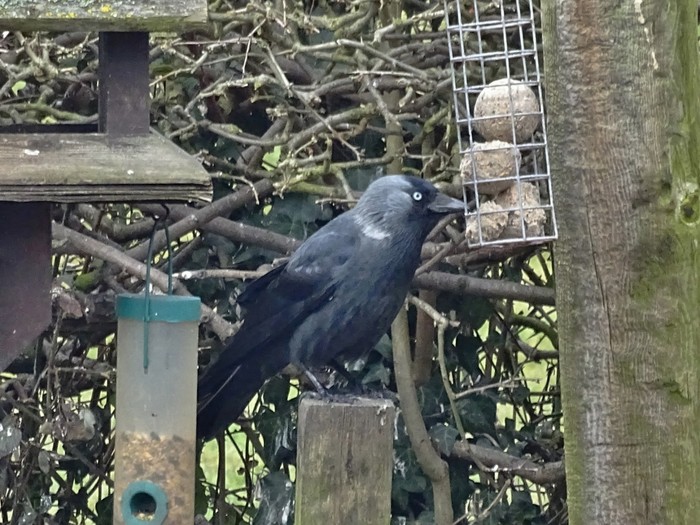 Nordic Jackdaw