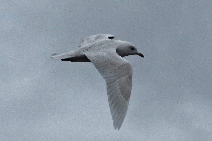Iceland Gull