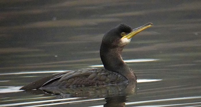 Shag