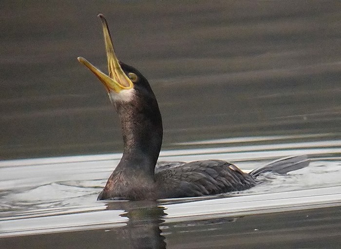 Shag