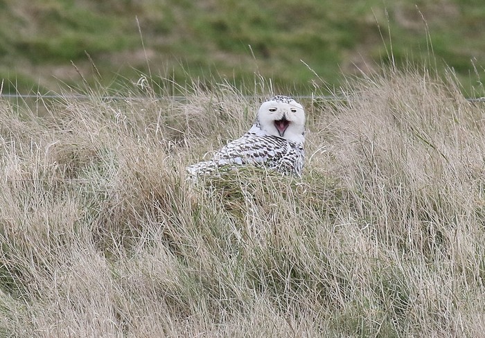 Snowy Owl