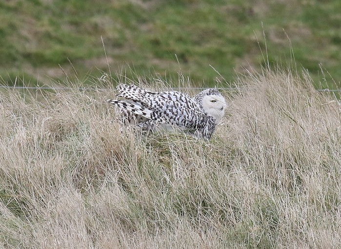 Snowy Owl