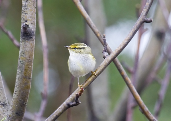 Pallas's Warbler