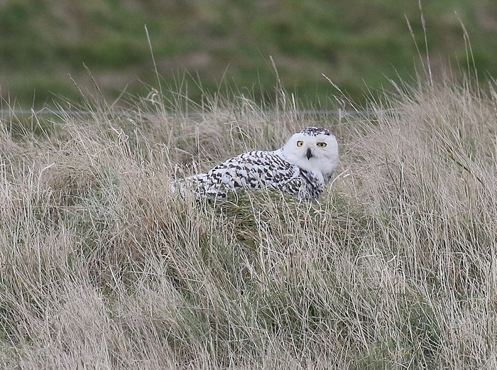 Snowy Owl
