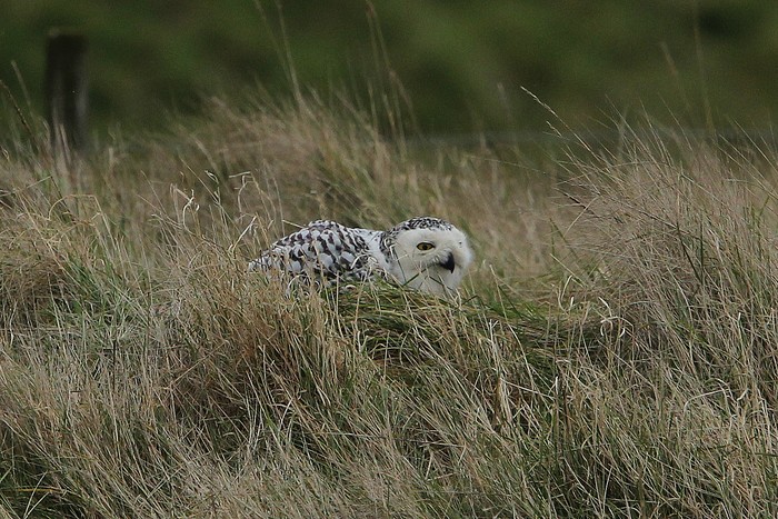 Snowy Owl