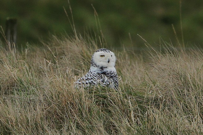 Snowy Owl