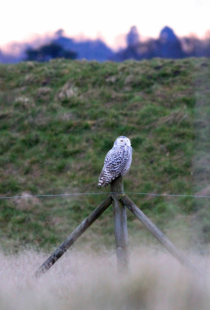 Snowy Owl