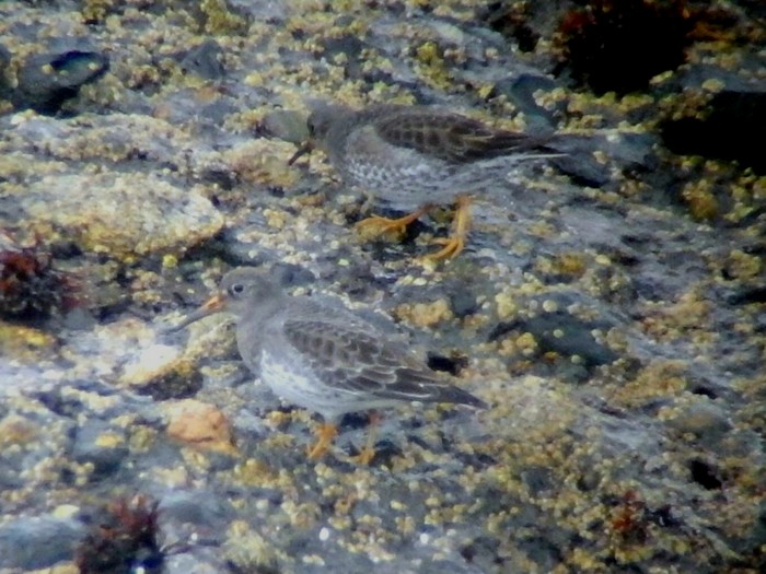 Purple Sandpiper