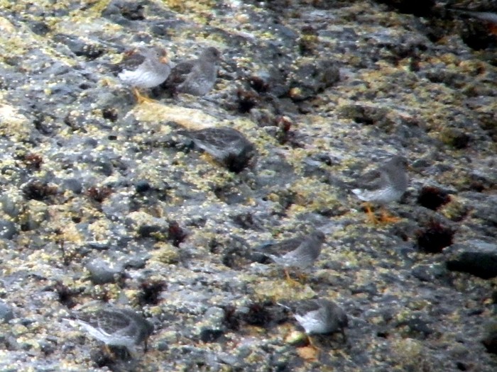 Purple Sandpiper