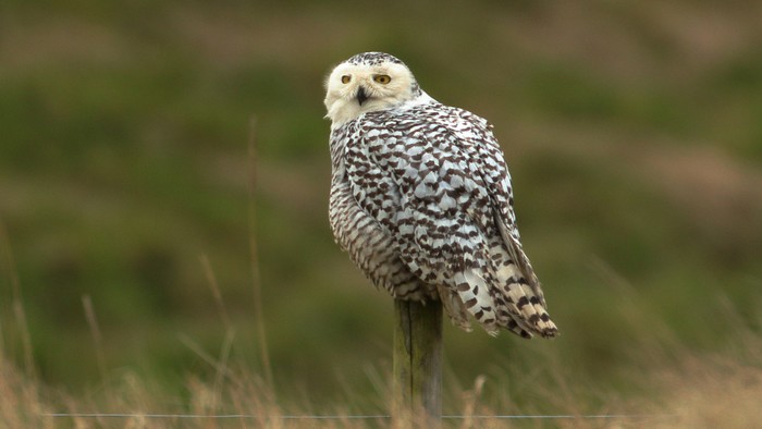 Snowy Owl