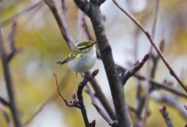 Pallas's Warbler