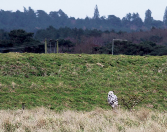 Snowy Owl