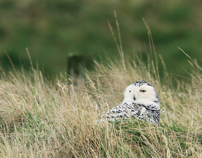 Snowy Owl