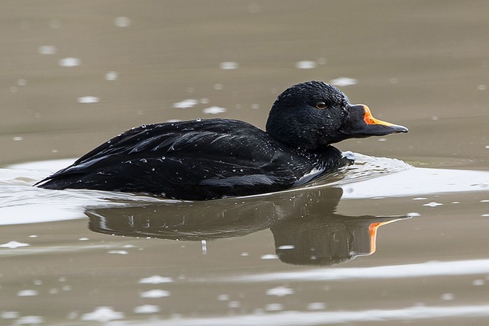 Common Scoter