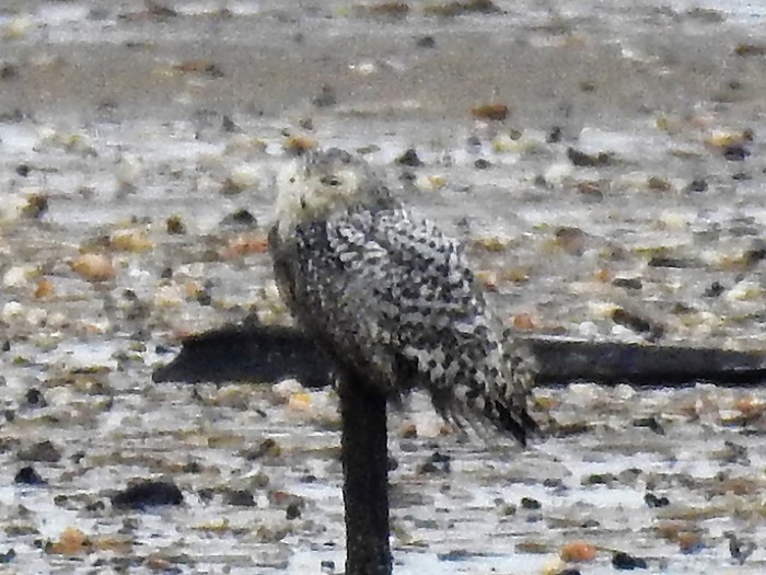 Snowy Owl