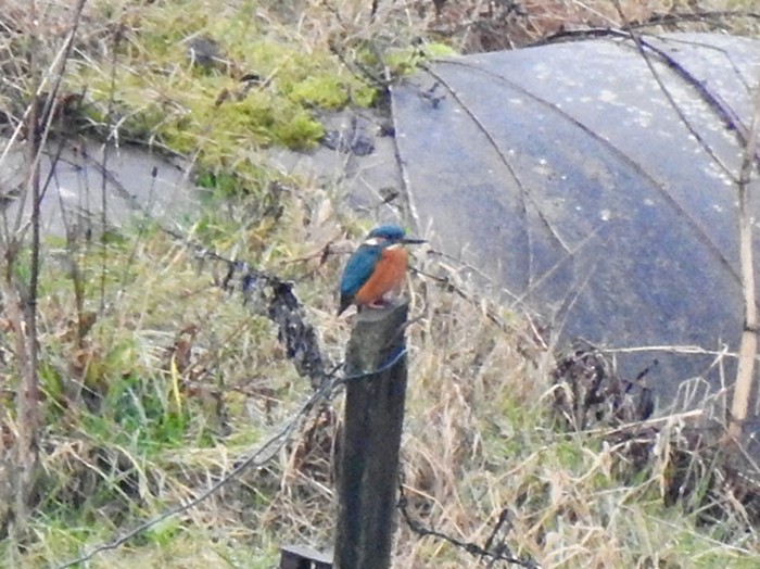Kingfisher