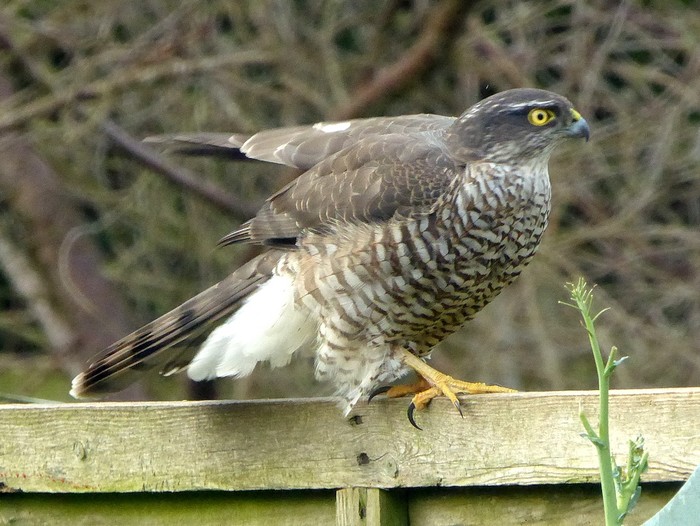 Sparrowhawk