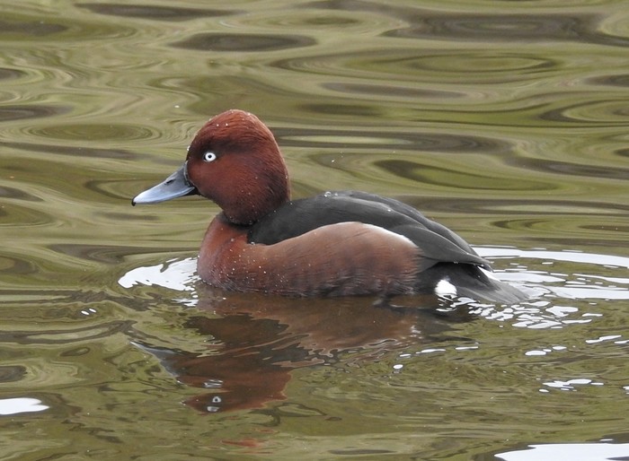 Ferruginous Duck