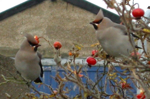 Waxwing