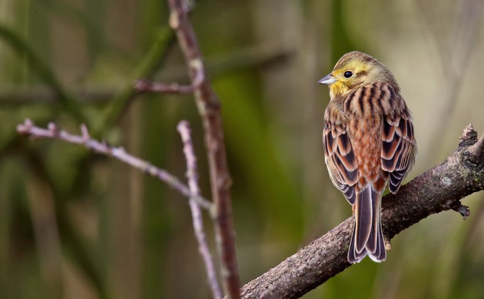 Yellowhammer