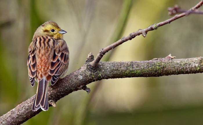 Yellowhammer