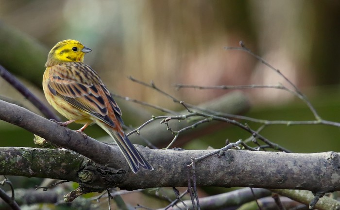 Yellowhammer