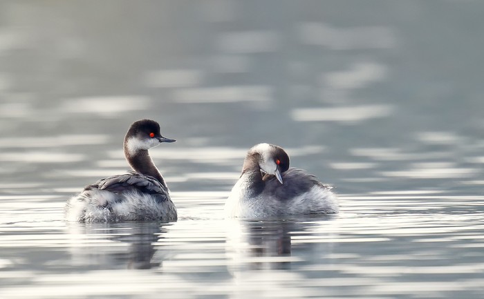 Black-necked Grebe