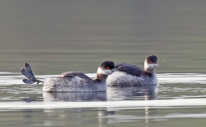 Black-necked Grebe