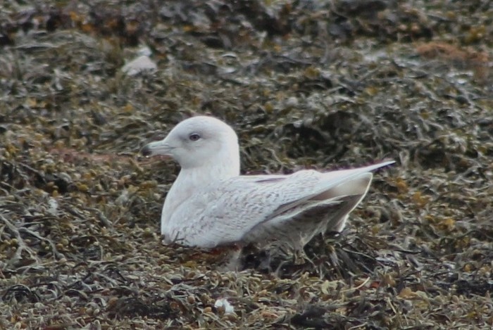 Iceland Gull