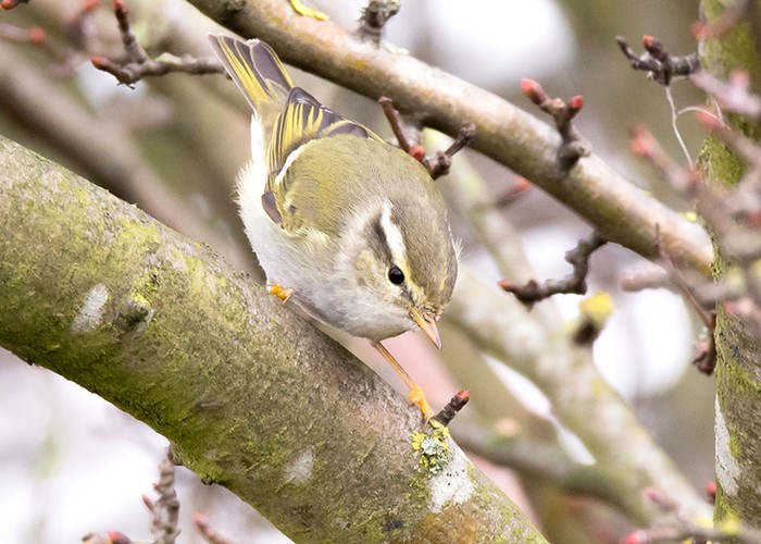 Yellow-browed Warbler