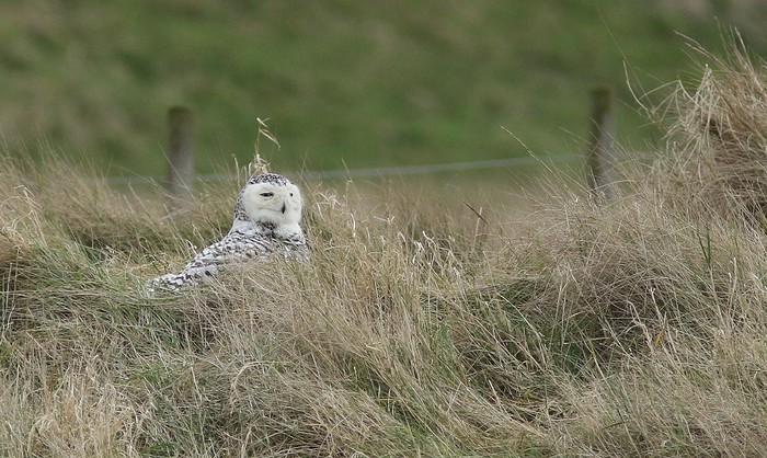 Snowy Owl