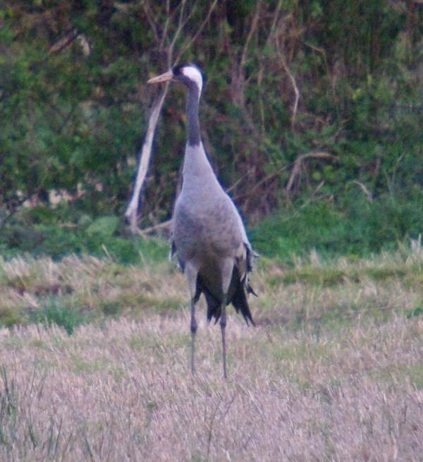 Common Crane