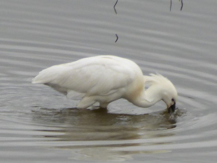 Spoonbill