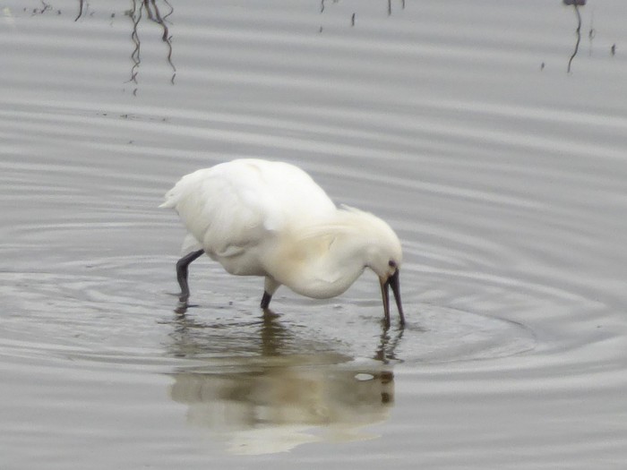 Spoonbill