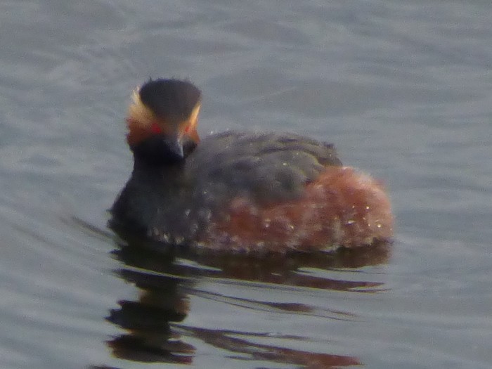 Black-necked Grebe