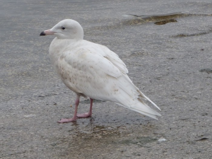 Glaucous Gull