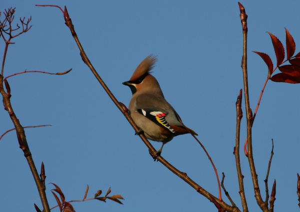Waxwing
