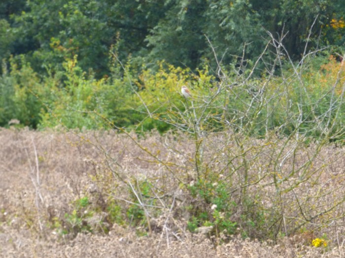 Red-backed Shrike