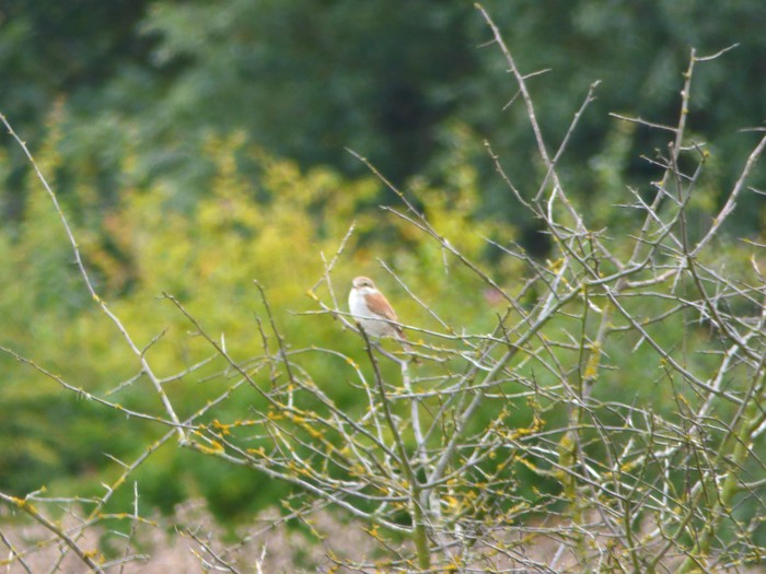 Red-backed Shrike