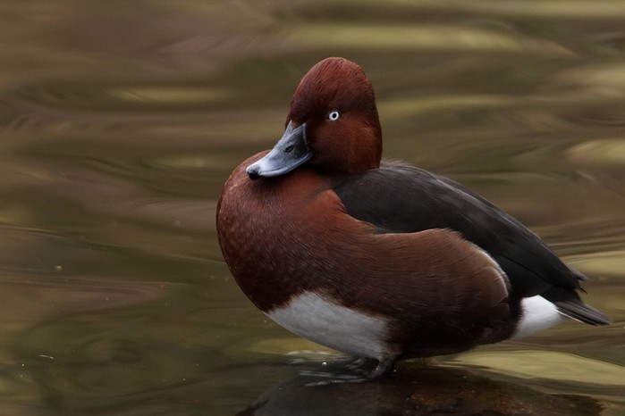 Ferruginous Duck