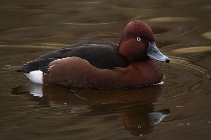 Ferruginous Duck