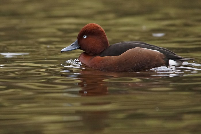 Ferruginous Duck